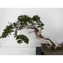 Juniperus sabina -sabina rastrera- A01399 vista 2