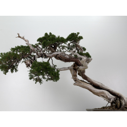 Juniperus sabina -sabina rastrera- A01399 vista 3