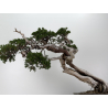 Juniperus sabina -sabina rastrera- A01399 vista 3