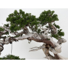 Juniperus sabina -sabina rastrera- A01399 vista 4