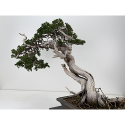 Juniperus sabina -sabina rastrera- A01399 vista 5