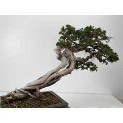 Juniperus sabina A01399 view 6