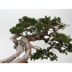 Juniperus sabina -sabina rastrera- A01399 vista 7
