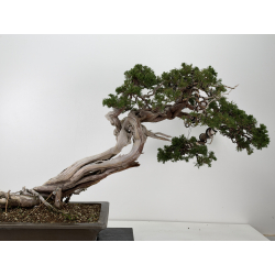 Juniperus sabina -sabina rastrera- A01399 vista 8
