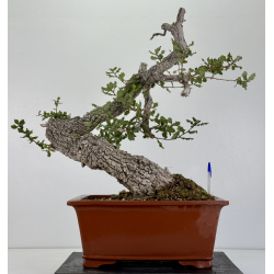 Quercus faginea I-8804
