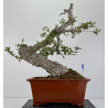 Quercus faginea I-8804