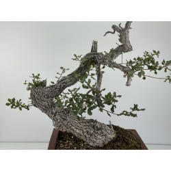 Quercus faginea -roble quejigo- I-8804 vista 2