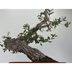 Quercus faginea -roble quejigo- I-8804 vista 3