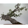 Quercus faginea -roble quejigo- I-8804 vista 3
