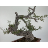 Quercus faginea I-8804 view 4