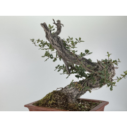 Quercus faginea -roble quejigo- I-8804 vista 5
