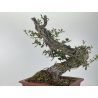 Quercus faginea I-8804 view 5
