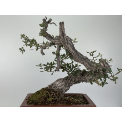 Quercus faginea -roble quejigo- I-8804 vista 6