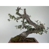 Quercus faginea I-8804 view 6