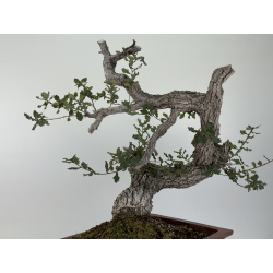 Quercus faginea -roble quejigo- I-8804 vista 7
