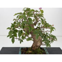 Bougainvillea -buganvilla- I-8805 vista 2