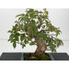 Bougainvillea -buganvilla- I-8805 vista 2