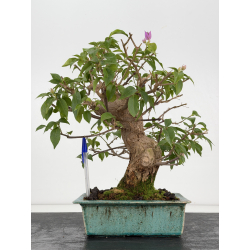 Bougainvillea I-8805