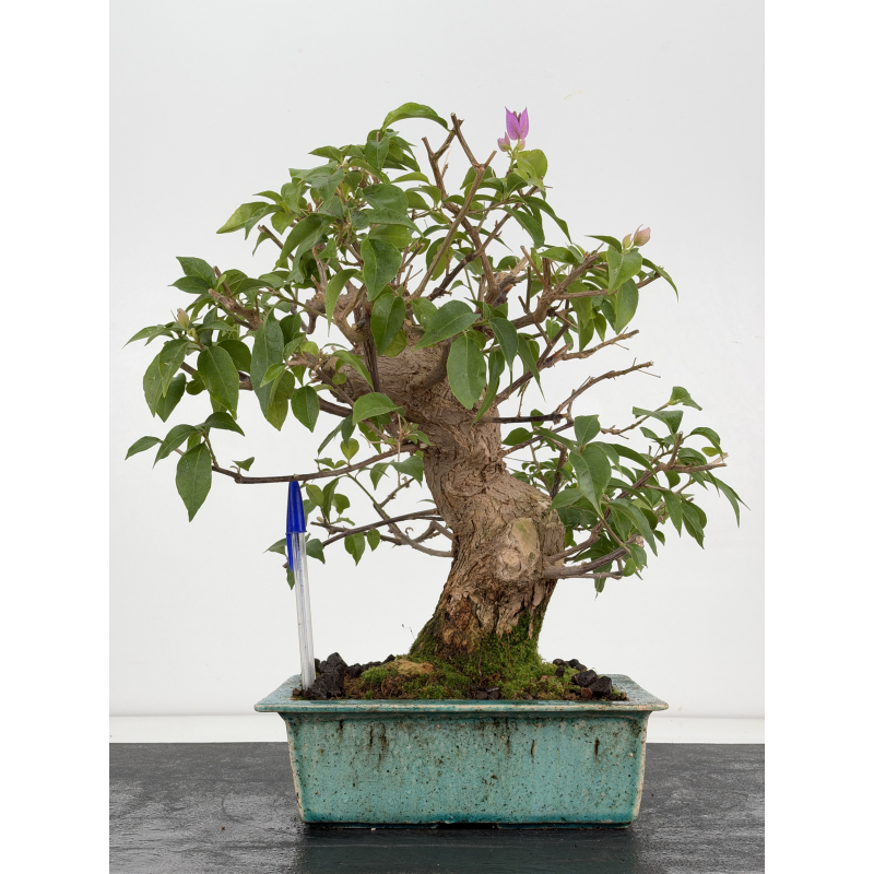 Bougainvillea I-8805