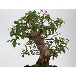 Bougainvillea -buganvilla- I-8805 vista 3