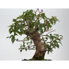 Bougainvillea -buganvilla- I-8805 vista 3