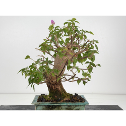 Bougainvillea I-8805 view 4