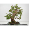 Bougainvillea I-8805 view 4