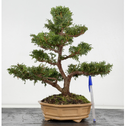 Chamaecyparis obtusa I-8806