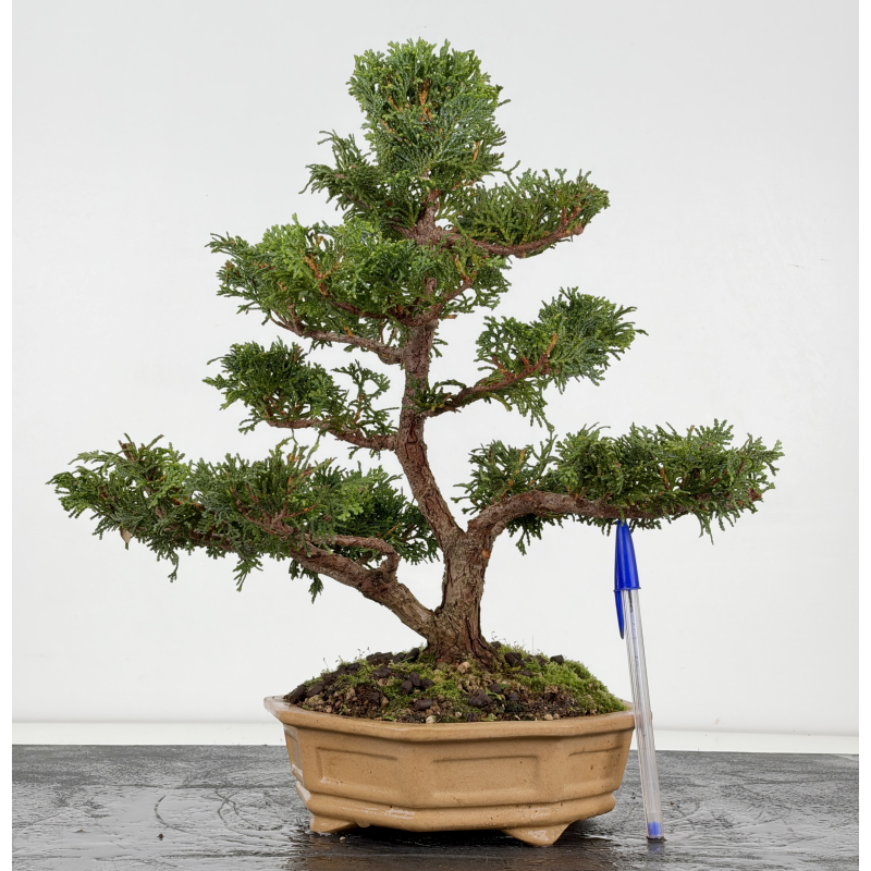 Chamaecyparis obtusa I-8806