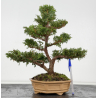 Chamaecyparis obtusa I-8806