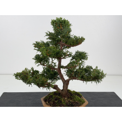 Chamaecyparis obtusa I-8806 vista 2