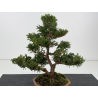 Chamaecyparis obtusa I-8806 vista 2