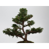 Chamaecyparis obtusa I-8806 vista 3