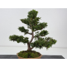 Chamaecyparis obtusa I-8806 vista 4