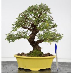 Zelkova nire I-8807