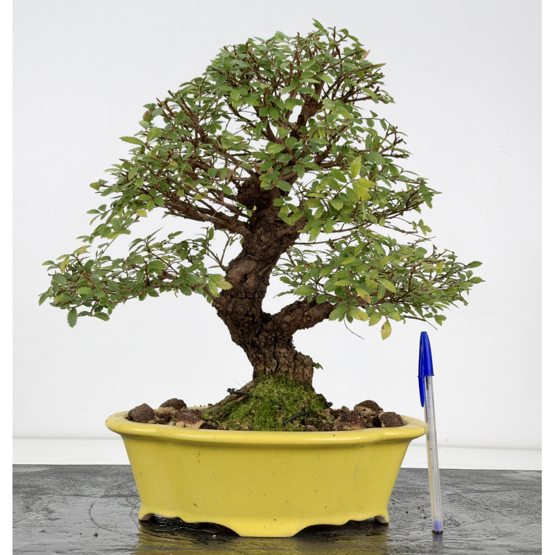 Zelkova nire I-8807