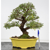 Zelkova nire I-8807