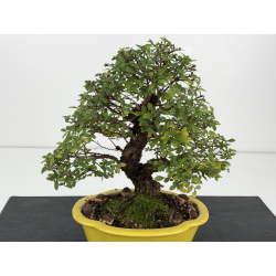Zelkova nire I-8807 vista 2