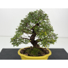 Zelkova nire I-8807 vista 2