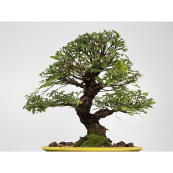 Zelkova nire I-8807 vista 3