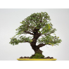 Zelkova nire I-8807 vista 3