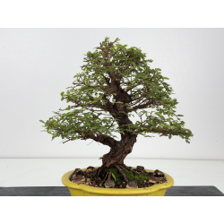 Zelkova nire I-8807 vista 4