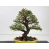 Zelkova nire I-8807 vista 4