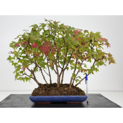Acer buergerianum I-8809
