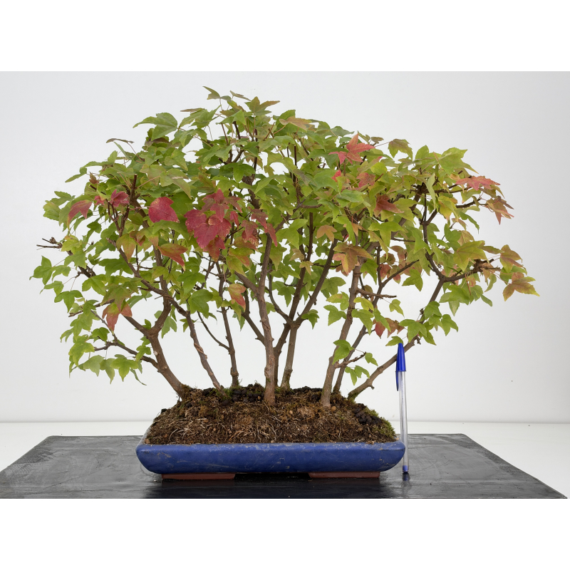 Acer buergerianum I-8809