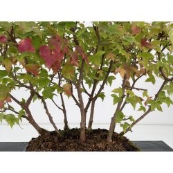 Acer buergerianum I-8809 vista 2