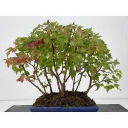 Acer buergerianum I-8809 vista 3