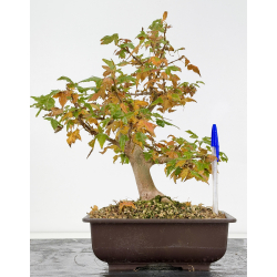Acer buergerianum I-8810