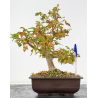 Acer buergerianum I-8810