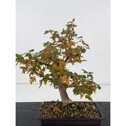 Acer buergerianum I-8810 vista 2
